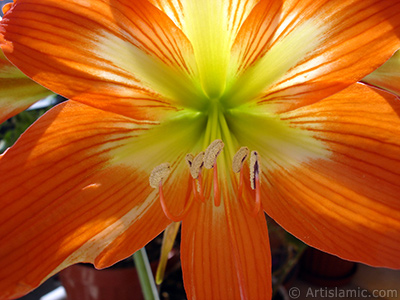 Krmz zambak iei resmi. <i>(Ailesi: Amaryllidaceae / Liliaceae, Tr: Hippeastrum)</i> <br>ekim Tarihi: Haziran 2005, Yer: stanbul-Annemin iekleri, Fotoraf: islamiSanat.net