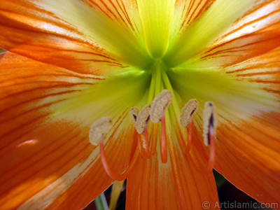 Red color amaryllis flower. <i>(Family: Amaryllidaceae / Liliaceae, Species: Hippeastrum)</i> <br>Photo Date: June 2005, Location: Turkey/Istanbul-Mother`s Flowers, By: Artislamic.com