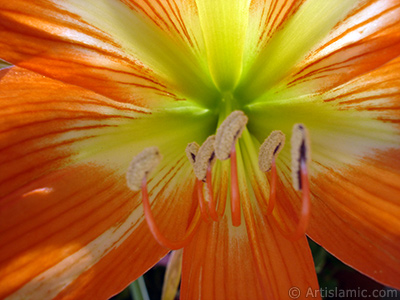 Red color amaryllis flower. <i>(Family: Amaryllidaceae / Liliaceae, Species: Hippeastrum)</i> <br>Photo Date: June 2005, Location: Turkey/Istanbul-Mother`s Flowers, By: Artislamic.com