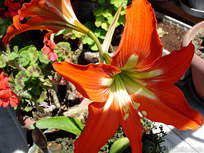 Red color amaryllis flower. <i>(Family: Amaryllidaceae / Liliaceae, Species: Hippeastrum)</i> <br>Photo Date: May 2010, Location: Turkey/Istanbul-Mother`s Flowers, By: Artislamic.com