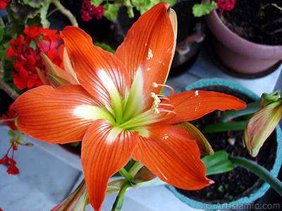 Red color amaryllis flower. <i>(Family: Amaryllidaceae / Liliaceae, Species: Hippeastrum)</i> <br>Photo Date: June 2009, Location: Turkey/Istanbul-Mother`s Flowers, By: Artislamic.com