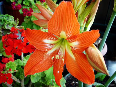 Red color amaryllis flower. <i>(Family: Amaryllidaceae / Liliaceae, Species: Hippeastrum)</i> <br>Photo Date: June 2009, Location: Turkey/Istanbul-Mother`s Flowers, By: Artislamic.com