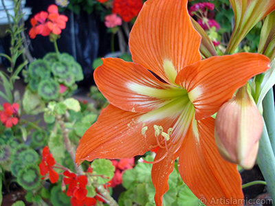 Red color amaryllis flower. <i>(Family: Amaryllidaceae / Liliaceae, Species: Hippeastrum)</i> <br>Photo Date: June 2009, Location: Turkey/Istanbul-Mother`s Flowers, By: Artislamic.com