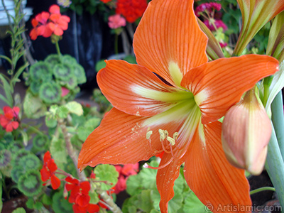 Krmz zambak iei resmi. <i>(Ailesi: Amaryllidaceae / Liliaceae, Tr: Hippeastrum)</i> <br>ekim Tarihi: Haziran 2009, Yer: stanbul-Annemin iekleri, Fotoraf: islamiSanat.net