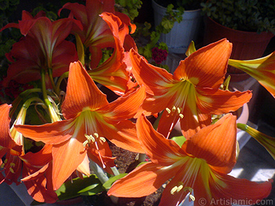 Red color amaryllis flower. <i>(Family: Amaryllidaceae / Liliaceae, Species: Hippeastrum)</i> <br>Photo Date: June 2009, Location: Turkey/Istanbul-Mother`s Flowers, By: Artislamic.com