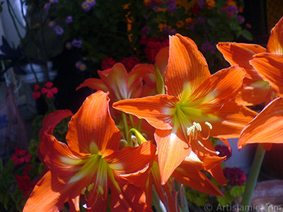 Red color amaryllis flower. <i>(Family: Amaryllidaceae / Liliaceae, Species: Hippeastrum)</i> <br>Photo Date: June 2009, Location: Turkey/Istanbul-Mother`s Flowers, By: Artislamic.com