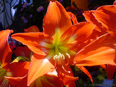 Red color amaryllis flower. <i>(Family: Amaryllidaceae / Liliaceae, Species: Hippeastrum)</i> <br>Photo Date: June 2009, Location: Turkey/Istanbul-Mother`s Flowers, By: Artislamic.com