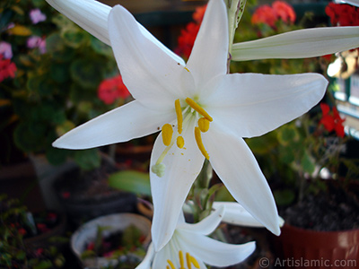 White color amaryllis flower. <i>(Family: Amaryllidaceae / Liliaceae, Species: Hippeastrum)</i> <br>Photo Date: June 2005, Location: Turkey/Istanbul-Mother`s Flowers, By: Artislamic.com