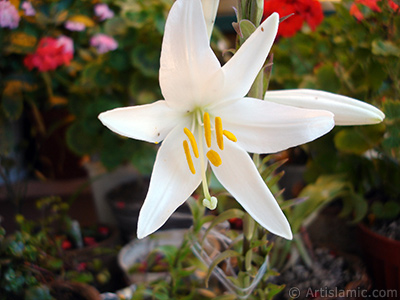 White color amaryllis flower. <i>(Family: Amaryllidaceae / Liliaceae, Species: Hippeastrum)</i> <br>Photo Date: June 2005, Location: Turkey/Istanbul-Mother`s Flowers, By: Artislamic.com