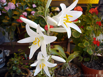 White color amaryllis flower. <i>(Family: Amaryllidaceae / Liliaceae, Species: Hippeastrum)</i> <br>Photo Date: June 2005, Location: Turkey/Istanbul-Mother`s Flowers, By: Artislamic.com