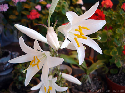 White color amaryllis flower. <i>(Family: Amaryllidaceae / Liliaceae, Species: Hippeastrum)</i> <br>Photo Date: June 2005, Location: Turkey/Istanbul-Mother`s Flowers, By: Artislamic.com