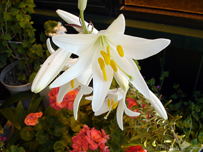 White color amaryllis flower. <i>(Family: Amaryllidaceae / Liliaceae, Species: Hippeastrum)</i> <br>Photo Date: June 2005, Location: Turkey/Istanbul-Mother`s Flowers, By: Artislamic.com