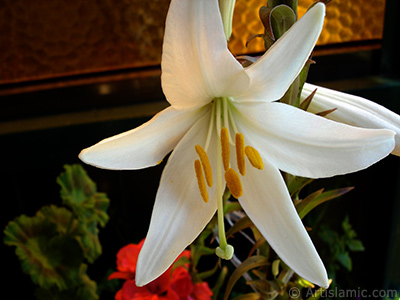 White color amaryllis flower. <i>(Family: Amaryllidaceae / Liliaceae, Species: Hippeastrum)</i> <br>Photo Date: June 2005, Location: Turkey/Istanbul-Mother`s Flowers, By: Artislamic.com