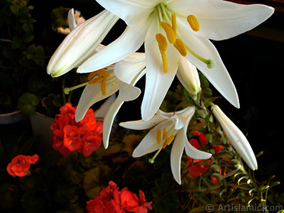 White color amaryllis flower. <i>(Family: Amaryllidaceae / Liliaceae, Species: Hippeastrum)</i> <br>Photo Date: June 2005, Location: Turkey/Istanbul-Mother`s Flowers, By: Artislamic.com