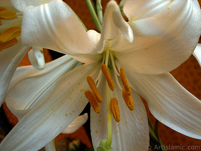 White color amaryllis flower. <i>(Family: Amaryllidaceae / Liliaceae, Species: Hippeastrum)</i> <br>Photo Date: May 2008, Location: Turkey/Istanbul-Mother`s Flowers, By: Artislamic.com