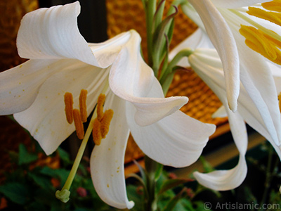 White color amaryllis flower. <i>(Family: Amaryllidaceae / Liliaceae, Species: Hippeastrum)</i> <br>Photo Date: May 2008, Location: Turkey/Istanbul-Mother`s Flowers, By: Artislamic.com