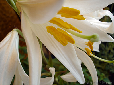 White color amaryllis flower. <i>(Family: Amaryllidaceae / Liliaceae, Species: Hippeastrum)</i> <br>Photo Date: May 2008, Location: Turkey/Istanbul-Mother`s Flowers, By: Artislamic.com