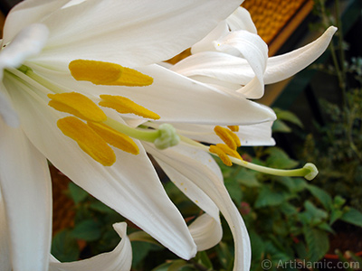 White color amaryllis flower. <i>(Family: Amaryllidaceae / Liliaceae, Species: Hippeastrum)</i> <br>Photo Date: May 2008, Location: Turkey/Istanbul-Mother`s Flowers, By: Artislamic.com