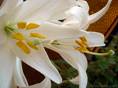 White color amaryllis flower. <i>(Family: Amaryllidaceae / Liliaceae, Species: Hippeastrum)</i> <br>Photo Date: May 2008, Location: Turkey/Istanbul-Mother`s Flowers, By: Artislamic.com