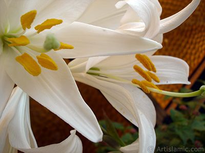 White color amaryllis flower. <i>(Family: Amaryllidaceae / Liliaceae, Species: Hippeastrum)</i> <br>Photo Date: May 2008, Location: Turkey/Istanbul-Mother`s Flowers, By: Artislamic.com