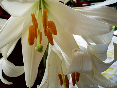 White color amaryllis flower. <i>(Family: Amaryllidaceae / Liliaceae, Species: Hippeastrum)</i> <br>Photo Date: May 2008, Location: Turkey/Istanbul-Mother`s Flowers, By: Artislamic.com