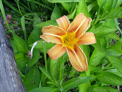 Orange color daylily -tiger lily- flower. <i>(Family: Hemerocallidaceae / Liliaceae, Species: Hemerocallis)</i> <br>Photo Date: July 2005, Location: Turkey/Trabzon, By: Artislamic.com