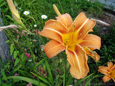 Orange color daylily -tiger lily- flower. <i>(Family: Hemerocallidaceae / Liliaceae, Species: Hemerocallis)</i> <br>Photo Date: July 2005, Location: Turkey/Trabzon, By: Artislamic.com