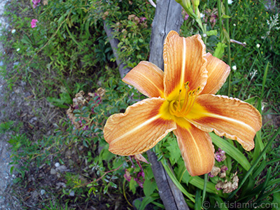 Turuncu renkte Pars Zamba iei resmi. <i>(Ailesi: Hemerocallidaceae / Liliaceae, Tr: Hemerocallis)</i> <br>ekim Tarihi: Temmuz 2005, Yer: Trabzon, Fotoraf: islamiSanat.net