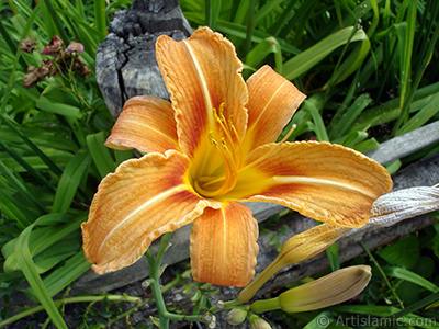 Turuncu renkte Pars Zamba iei resmi. <i>(Ailesi: Hemerocallidaceae / Liliaceae, Tr: Hemerocallis)</i> <br>ekim Tarihi: Temmuz 2005, Yer: Trabzon, Fotoraf: islamiSanat.net