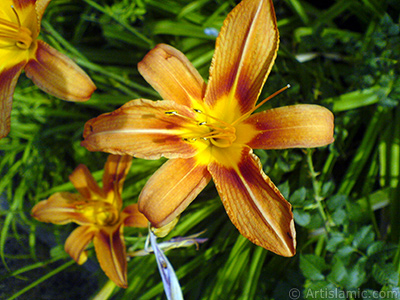 Orange color daylily -tiger lily- flower. <i>(Family: Hemerocallidaceae / Liliaceae, Species: Hemerocallis)</i> <br>Photo Date: June 2007, Location: Turkey/Sakarya, By: Artislamic.com