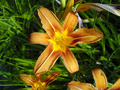 Orange color daylily -tiger lily- flower. <i>(Family: Hemerocallidaceae / Liliaceae, Species: Hemerocallis)</i> <br>Photo Date: June 2007, Location: Turkey/Sakarya, By: Artislamic.com