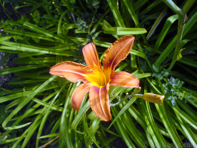 Orange color daylily -tiger lily- flower. <i>(Family: Hemerocallidaceae / Liliaceae, Species: Hemerocallis)</i> <br>Photo Date: June 2007, Location: Turkey/Sakarya, By: Artislamic.com