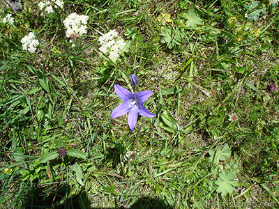 Balloon Flower -Chinese Bellflower-. <i>(Family: Campanulaceae, Species: Platycodon grandiflorus)</i> <br>Photo Date: July 2005, Location: Turkey/Trabzon, By: Artislamic.com