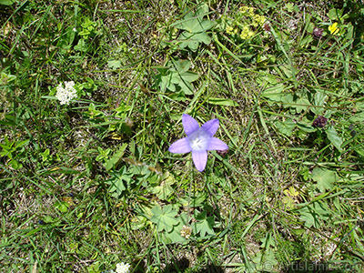 Balloon Flower -Chinese Bellflower-. <i>(Family: Campanulaceae, Species: Platycodon grandiflorus)</i> <br>Photo Date: July 2005, Location: Turkey/Trabzon, By: Artislamic.com