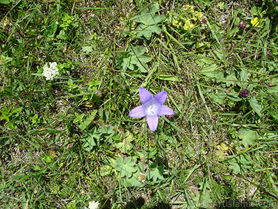 Balon -an- iei resmi. <i>(Ailesi: Campanulaceae, Tr: Platycodon grandiflorus)</i> <br>ekim Tarihi: Temmuz 2005, Yer: Trabzon, Fotoraf: islamiSanat.net