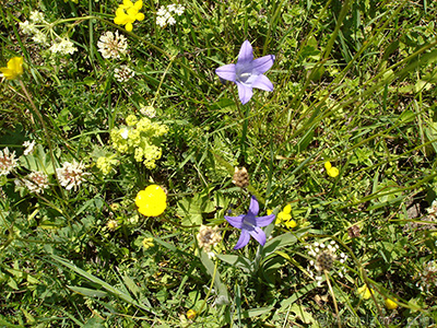 Balloon Flower -Chinese Bellflower-. <i>(Family: Campanulaceae, Species: Platycodon grandiflorus)</i> <br>Photo Date: July 2005, Location: Turkey/Trabzon, By: Artislamic.com