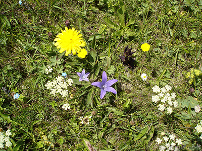 Balloon Flower -Chinese Bellflower-. <i>(Family: Campanulaceae, Species: Platycodon grandiflorus)</i> <br>Photo Date: July 2005, Location: Turkey/Trabzon, By: Artislamic.com