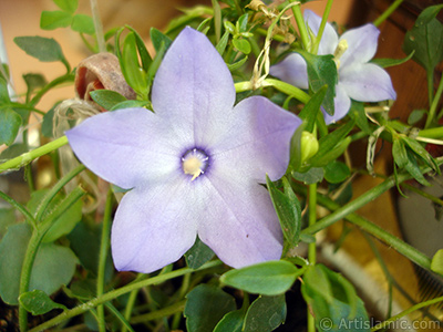 Balon -an- iei resmi. <i>(Ailesi: Campanulaceae, Tr: Platycodon grandiflorus)</i> <br>ekim Tarihi: Temmuz 2006, Yer: stanbul-Annemin iekleri, Fotoraf: islamiSanat.net