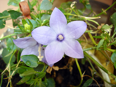 Balon -an- iei resmi. <i>(Ailesi: Campanulaceae, Tr: Platycodon grandiflorus)</i> <br>ekim Tarihi: Temmuz 2006, Yer: stanbul-Annemin iekleri, Fotoraf: islamiSanat.net