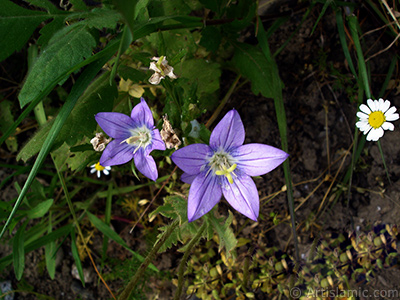 Balloon Flower -Chinese Bellflower-. <i>(Family: Campanulaceae, Species: Platycodon grandiflorus)</i> <br>Photo Date: May 2007, Location: Turkey/Sakarya, By: Artislamic.com