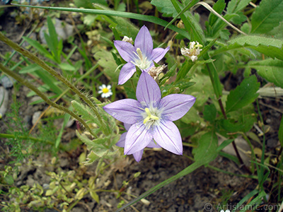 Balon -an- iei resmi. <i>(Ailesi: Campanulaceae, Tr: Platycodon grandiflorus)</i> <br>ekim Tarihi: Mays 2007, Yer: Sakarya, Fotoraf: islamiSanat.net