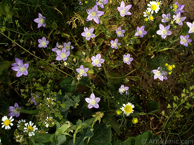 Balloon Flower -Chinese Bellflower-. <i>(Family: Campanulaceae, Species: Platycodon grandiflorus)</i> <br>Photo Date: May 2007, Location: Turkey/Sakarya, By: Artislamic.com