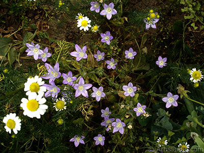 Balloon Flower -Chinese Bellflower-. <i>(Family: Campanulaceae, Species: Platycodon grandiflorus)</i> <br>Photo Date: May 2007, Location: Turkey/Sakarya, By: Artislamic.com