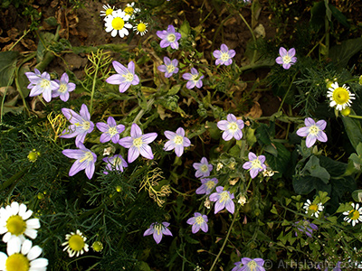 Balloon Flower -Chinese Bellflower-. <i>(Family: Campanulaceae, Species: Platycodon grandiflorus)</i> <br>Photo Date: May 2007, Location: Turkey/Sakarya, By: Artislamic.com