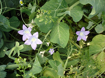 Balloon Flower -Chinese Bellflower-. <i>(Family: Campanulaceae, Species: Platycodon grandiflorus)</i> <br>Photo Date: May 2007, Location: Turkey/Sakarya, By: Artislamic.com