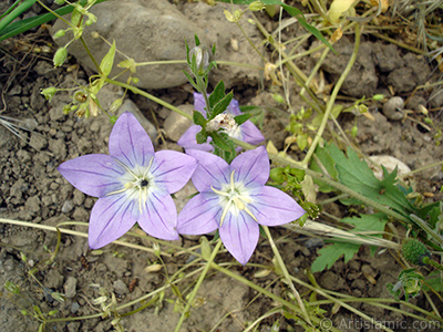 Balloon Flower -Chinese Bellflower-. <i>(Family: Campanulaceae, Species: Platycodon grandiflorus)</i> <br>Photo Date: May 2007, Location: Turkey/Sakarya, By: Artislamic.com