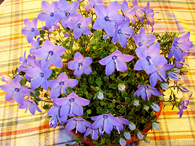 Balloon Flower -Chinese Bellflower-. <i>(Family: Campanulaceae, Species: Platycodon grandiflorus)</i> <br>Photo Date: June 2010, Location: Turkey/Istanbul-Mother`s Flowers, By: Artislamic.com