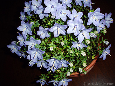 Balloon Flower -Chinese Bellflower-. <i>(Family: Campanulaceae, Species: Platycodon grandiflorus)</i> <br>Photo Date: June 2010, Location: Turkey/Istanbul-Mother`s Flowers, By: Artislamic.com