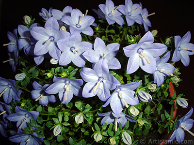 Balloon Flower -Chinese Bellflower-. <i>(Family: Campanulaceae, Species: Platycodon grandiflorus)</i> <br>Photo Date: June 2010, Location: Turkey/Istanbul-Mother`s Flowers, By: Artislamic.com