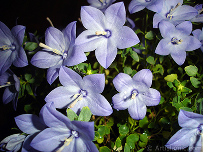 Balon -an- iei resmi. <i>(Ailesi: Campanulaceae, Tr: Platycodon grandiflorus)</i> <br>ekim Tarihi: Haziran 2010, Yer: stanbul-Annemin iekleri, Fotoraf: islamiSanat.net